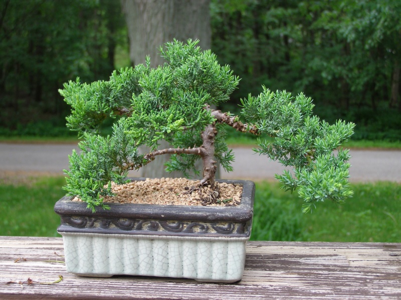 Brand new to the Bonsai world need help and advice.