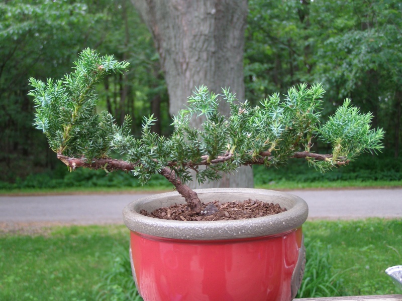 Brand new to the Bonsai world need help and advice. P1010025