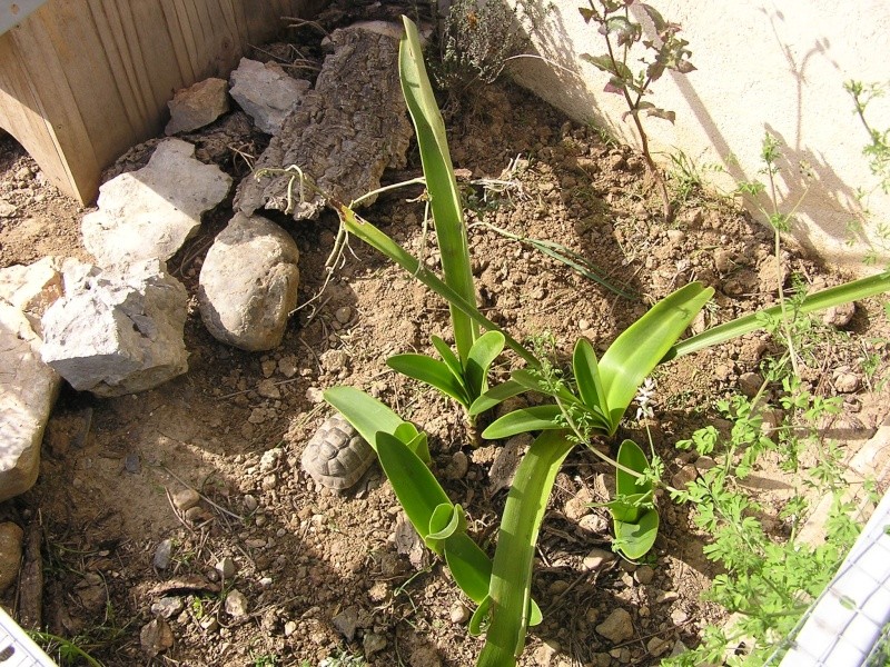 Nettoyage de printemps dans les enclos 26032010