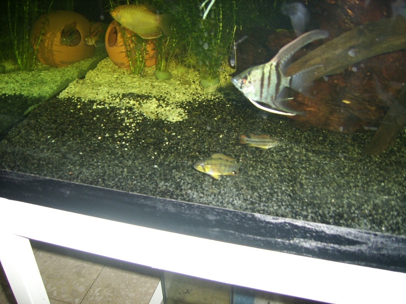 mes deux aquariums Ssa50212