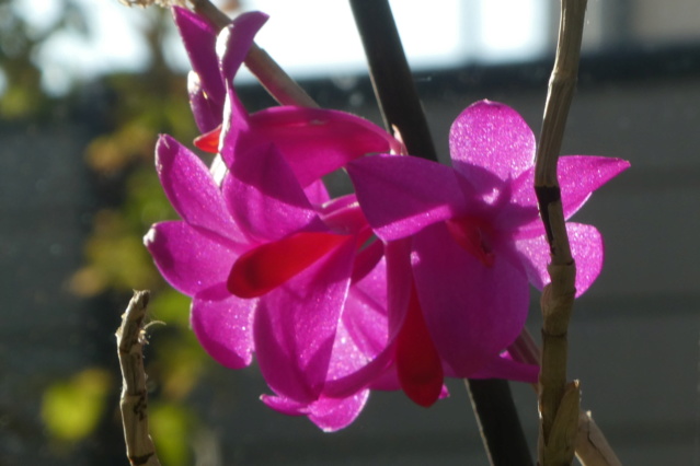 Dendrobium glomeratum 06-12-10
