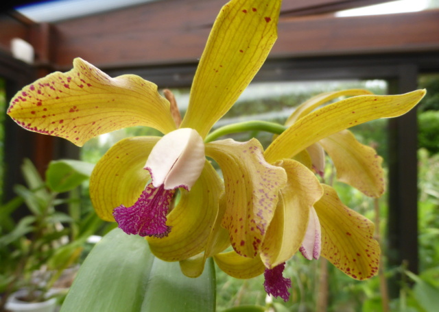 Cattleya porphyroglossa 12-07-11