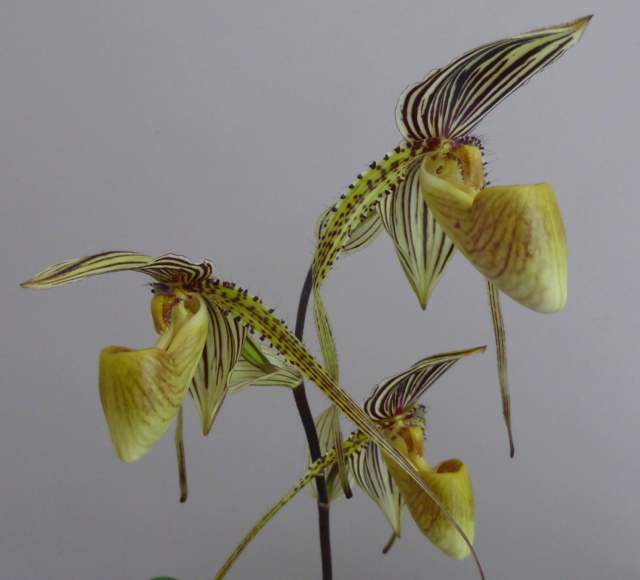 Paphiopedilum Saint Swithin 13-07-11