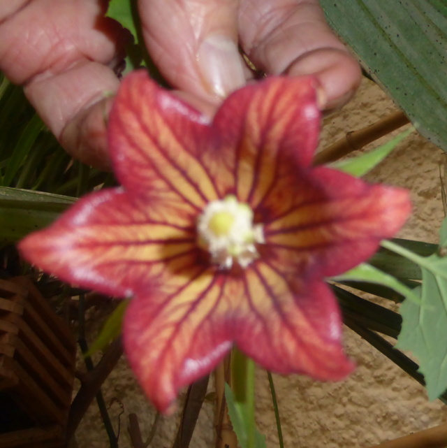 Canarina canariensis 19-02-10