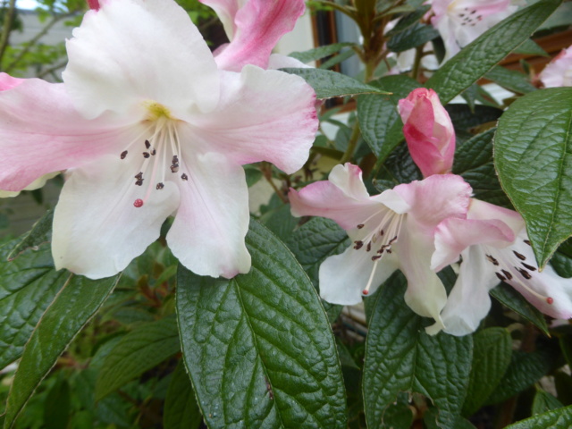 Rhododendron edgeworthii 20-04-13