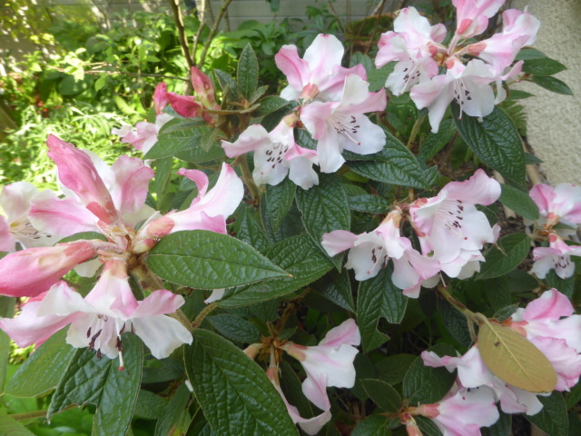 Rhododendron edgeworthii 20-04-15