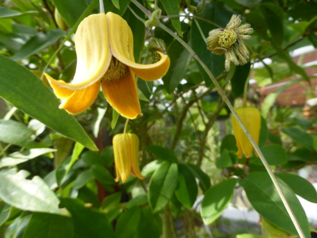 Clematis otophora 20-09-16