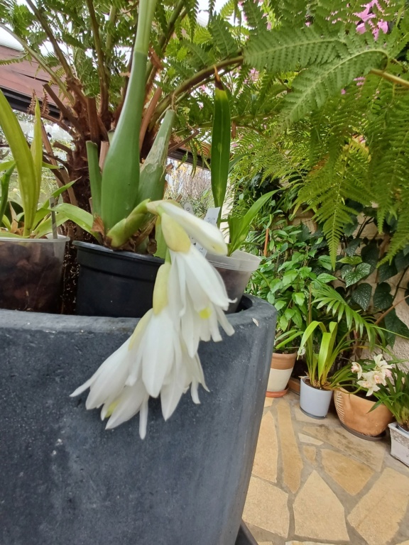 Coelogyne  gardneriana  20231211