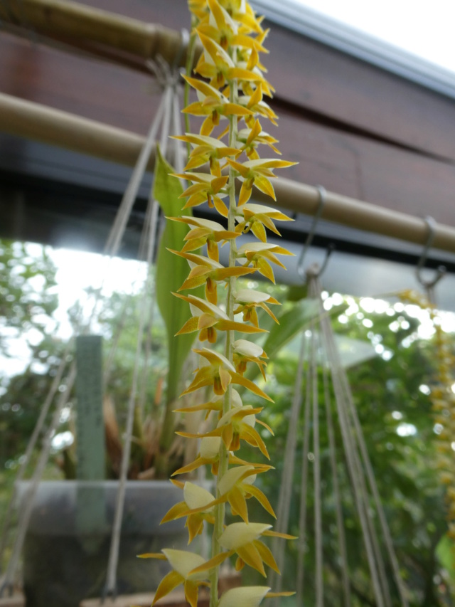  Dendrochilum latifolium var macranthum 22-10-13