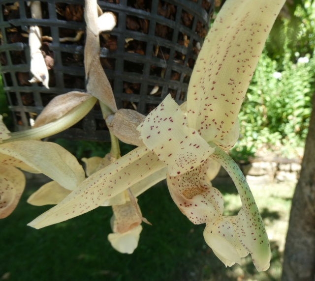 Stanhopea florida P1020311