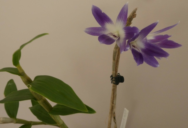 Dendrobium victoria-reginae P1020515