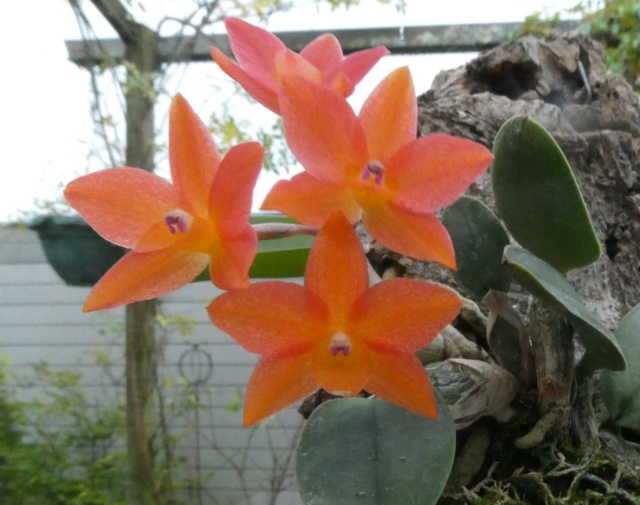 Cattleya cernua P1020610