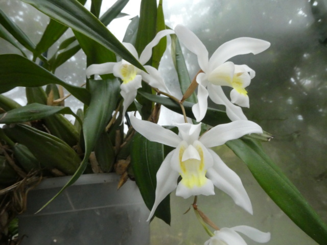 Coelogyne Unchained Melody P1020711