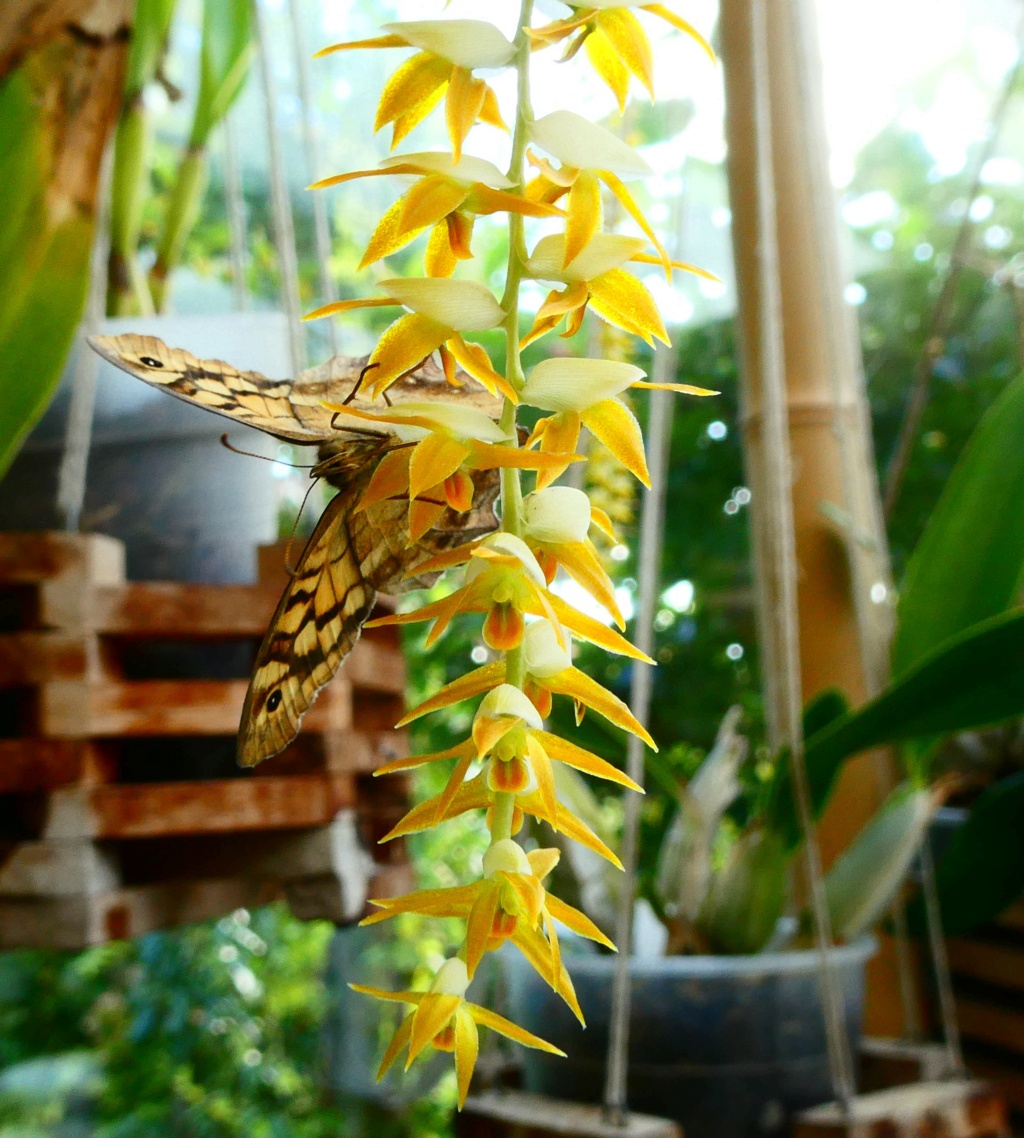  Dendrochilum latifolium var macranthum P1050712