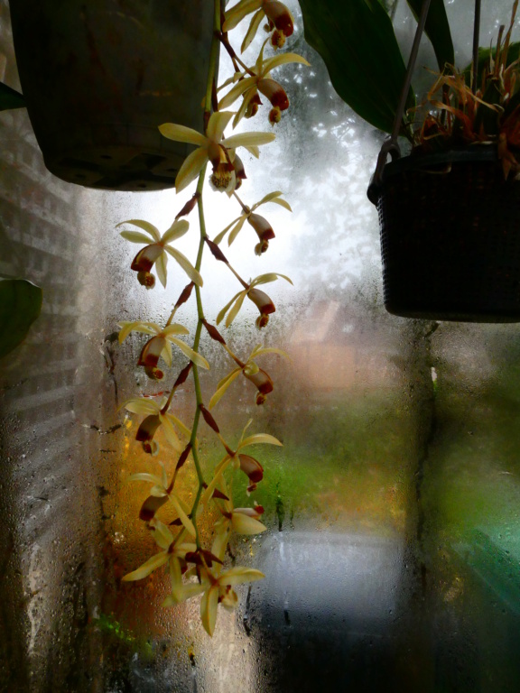 Coelogyne tomentosa P1050815