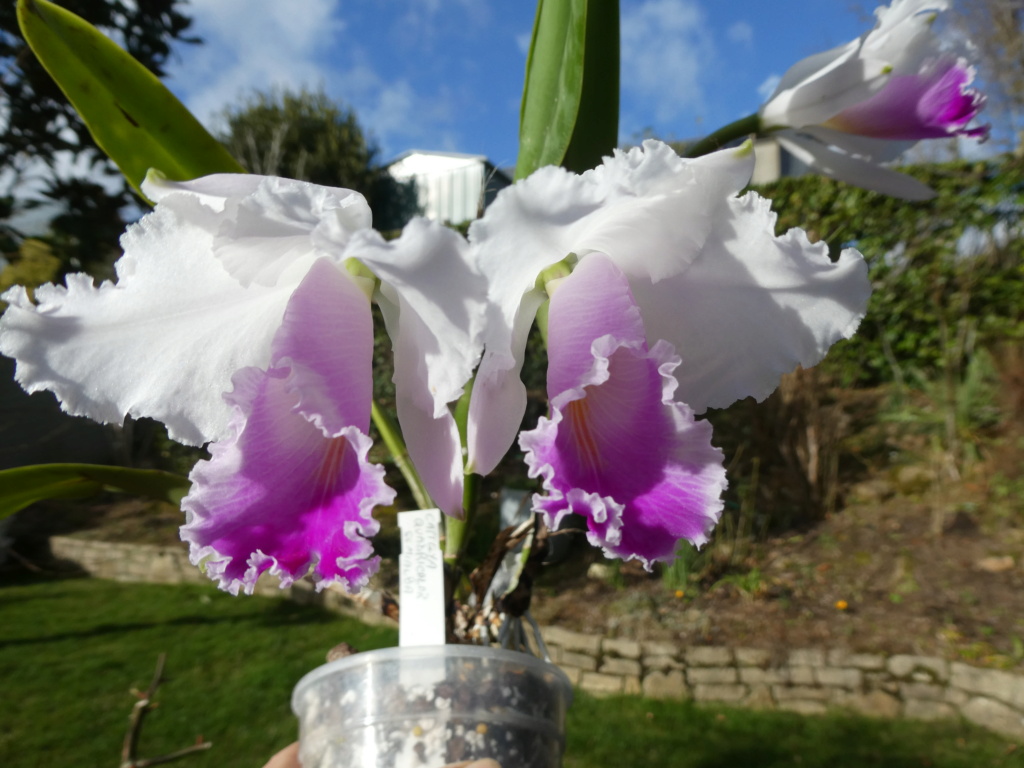 Cattleya quadricolor P1050919