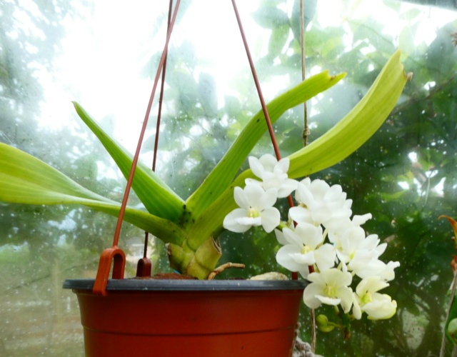  Rhynchostylis gigantea f. alba P1050923