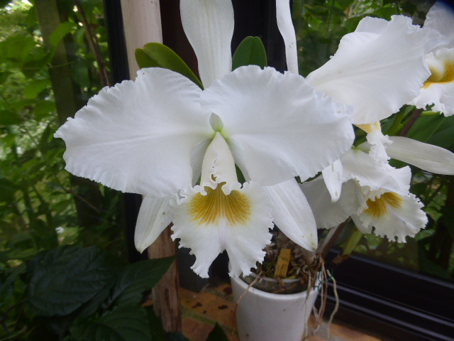 Cattleya gaskelliana f. alba P1150612