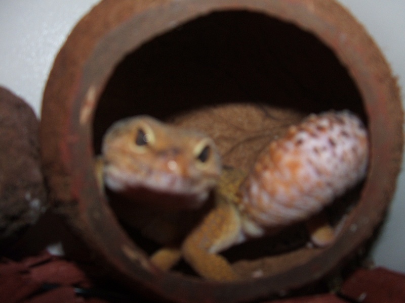 mon male gecko leopard Dscf2912
