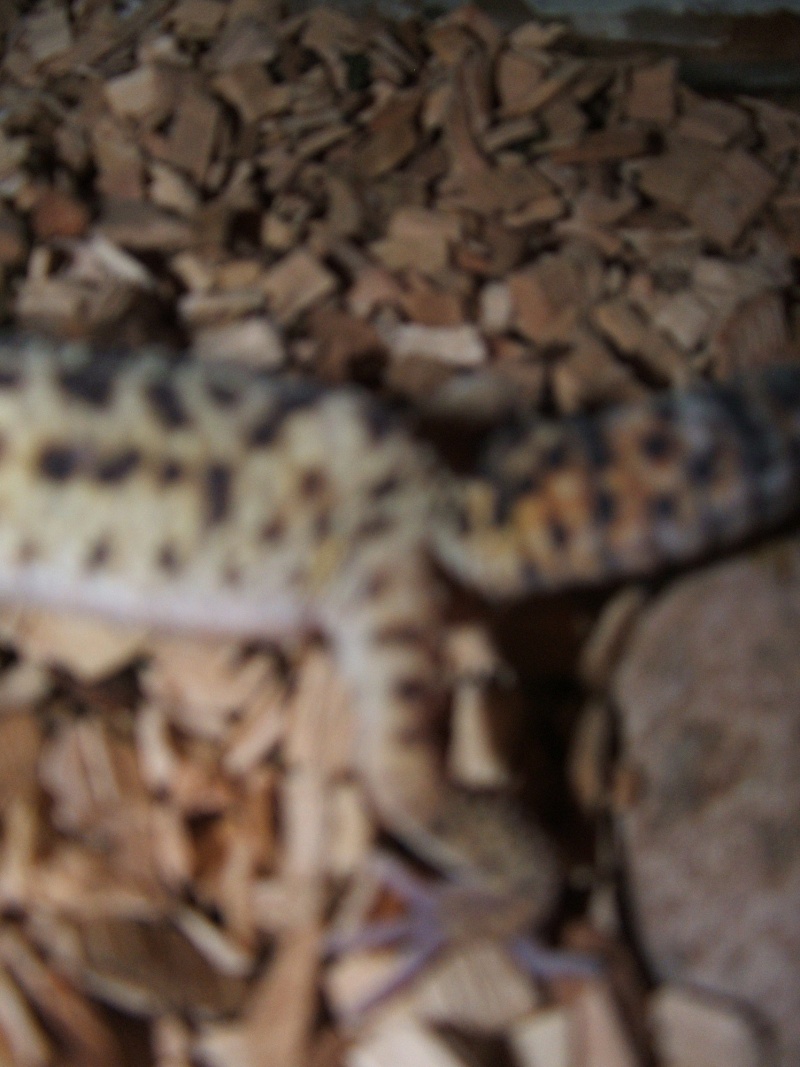Probleme avec gecko leopard Dscf3015