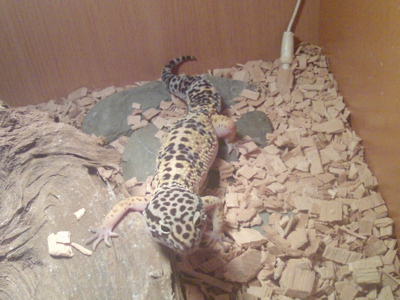 mon gecko (Eublepharis macularius) phase High Yellow Foto_p12