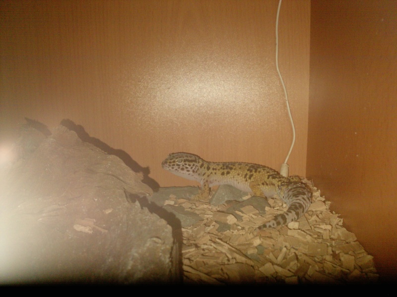 mon gecko (Eublepharis macularius) phase High Yellow Foto_p13