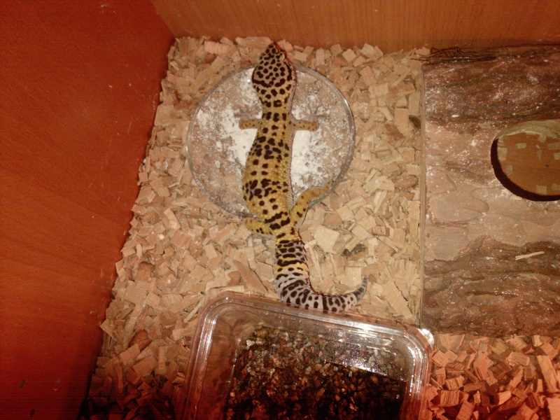 mon gecko (Eublepharis macularius) phase High Yellow Foto_p15