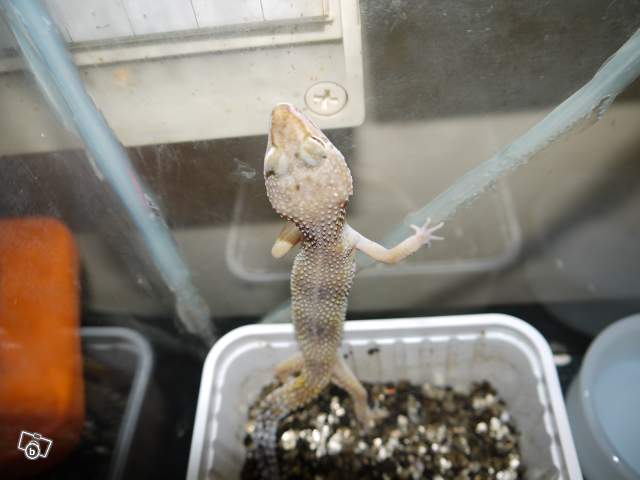 Urgent besoin de vos avis Gecko_12