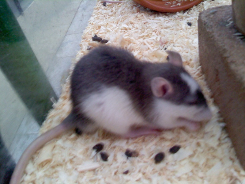 4 rats (3 males, 1 femelle) husky bleus+marquage et 1 rat irish noire P3012112