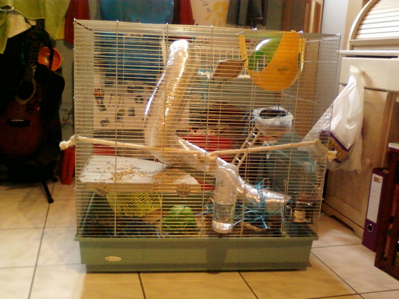 Cage Jenny  pour mon petit rat !! Spm_a010