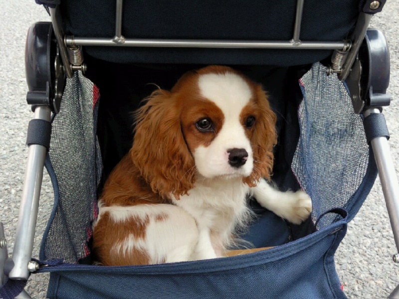 la petite bouille de Polochon Photo012