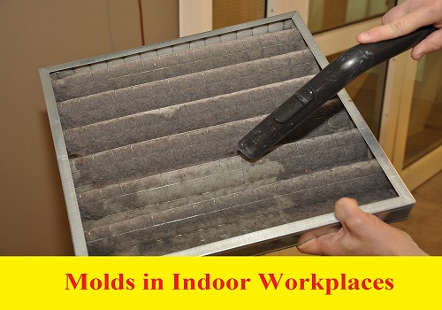 بحث بعنوان Molds in Indoor Workplaces  M_i_i_11