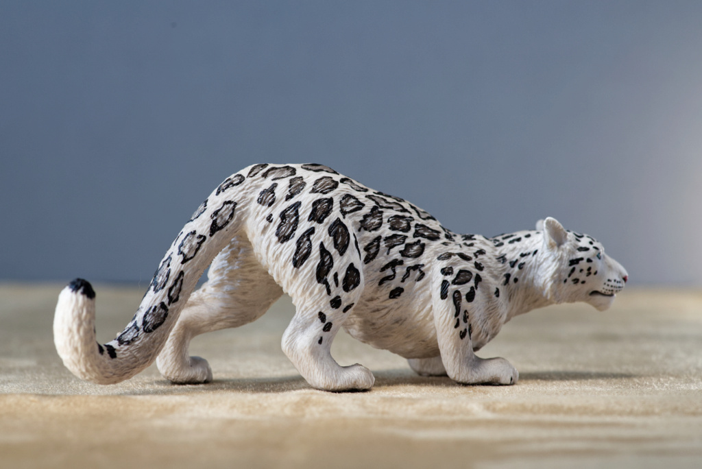 mojo - Mojo 2021 - snow leopard walk around Img_4529