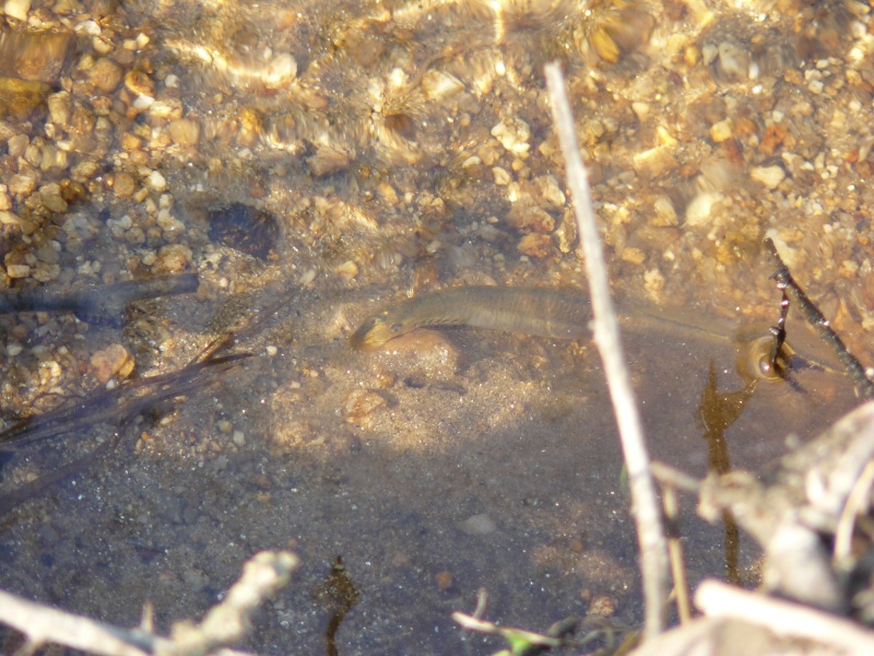 [Petromyzon marinus & Lampetra planeri] cherche encore  Avril-10