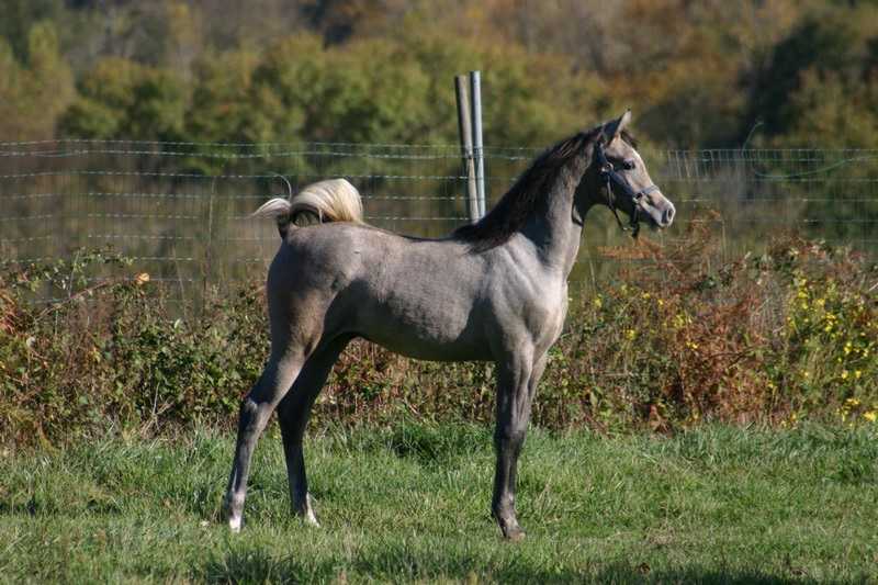 LUPY JUST MAAHDI (Wh Justice x Mithra de Gion) - Page 8 Img_8110