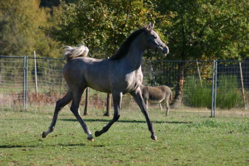 LUPY JUST MAAHDI (Wh Justice x Mithra de Gion) - Page 8 Img_8111
