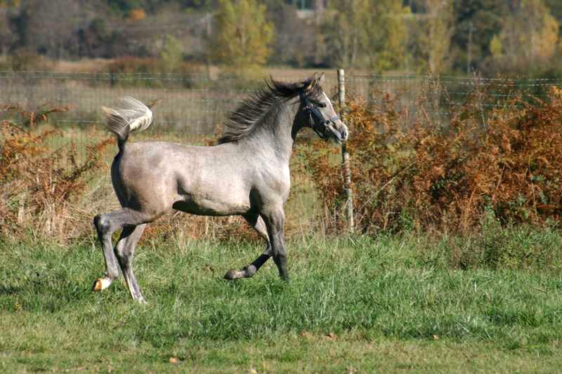 LUPY JUST MAAHDI (Wh Justice x Mithra de Gion) - Page 9 Img_8118