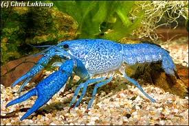 Blue Crayfish Blue_c11