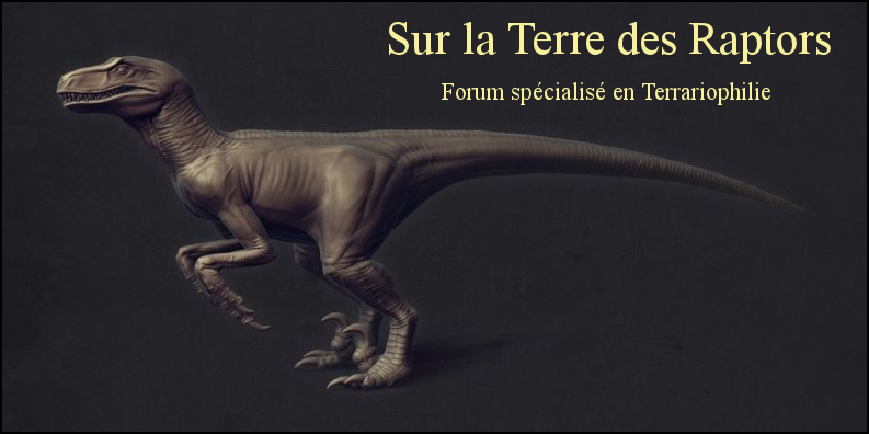 Sur la Terre des Raptors