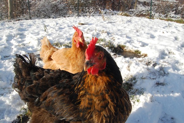 Deux poules dans la neige.  17_dac13