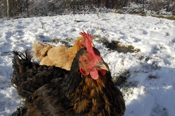 Deux poules dans la neige.  17_dac14