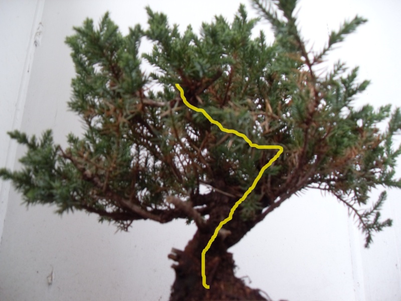 Styling help please (san jose juniper) Sanjos11