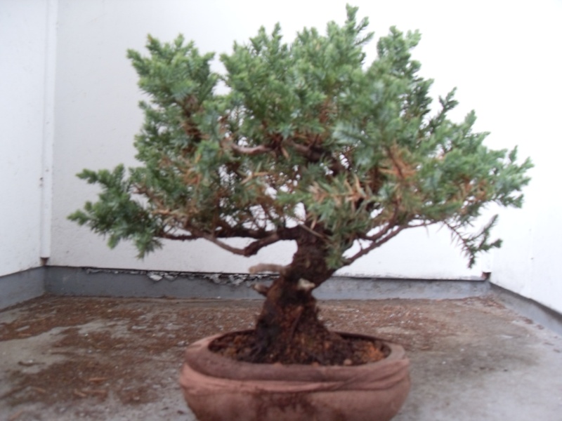 Styling help please (san jose juniper) Sdc12010