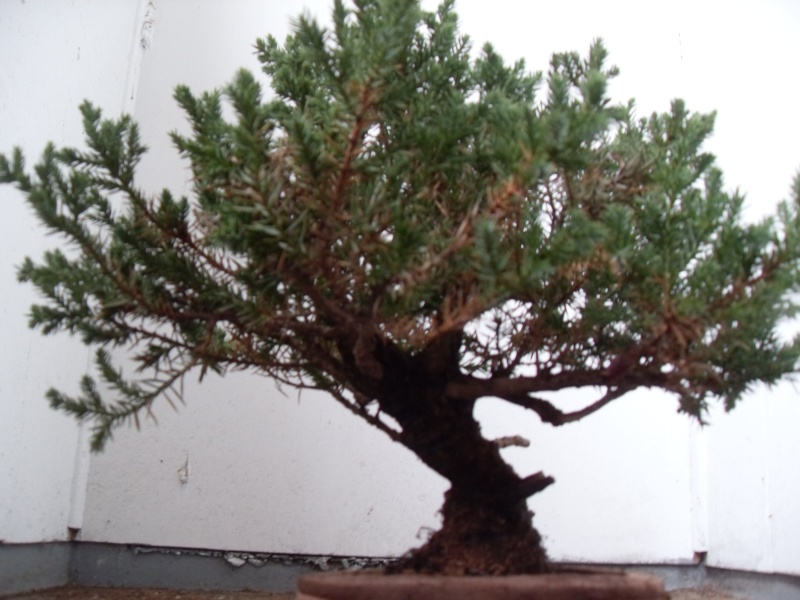 Styling help please (san jose juniper) Sdc12110