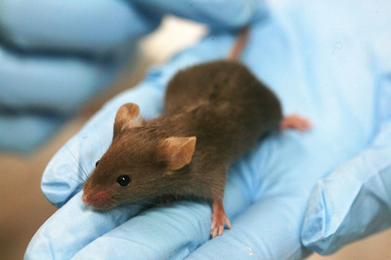 SCIENCE : Le processus de viellissement de la souris pourrait ralentir leur vielleisse. Une nouvelle marche vers l'augmentation de la durée de vie chez les hommes... ou pas? Souris10