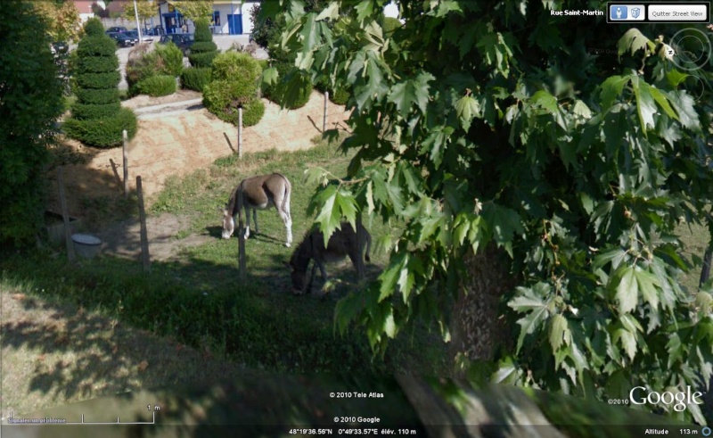 STREET VIEW : Les animaux - Page 5 Anes10