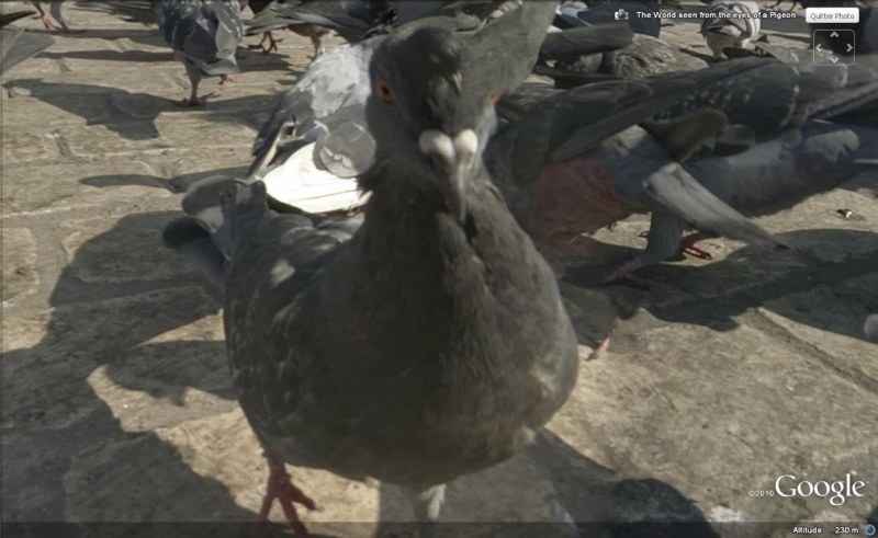 Cracovie Pologne Pigeon10