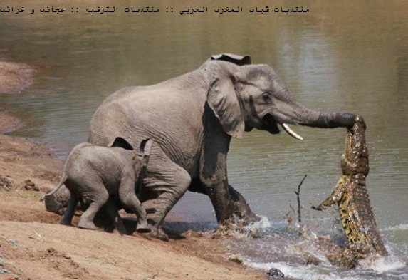 صور نادرة لتمساح يهاجم فيلة  Elepha10