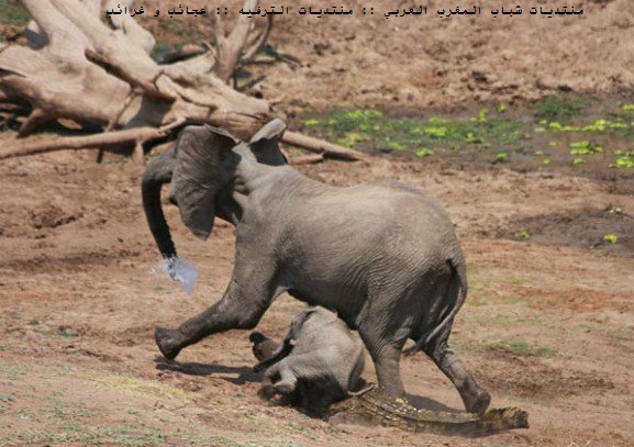 صور نادرة لتمساح يهاجم فيلة  Elepha13