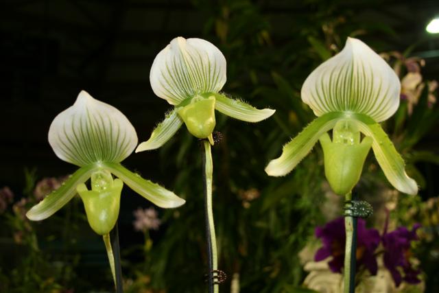 Expo Oiseaux et Orchides Img_6210